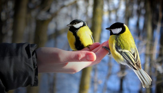 Чернохохлая синица гнездо