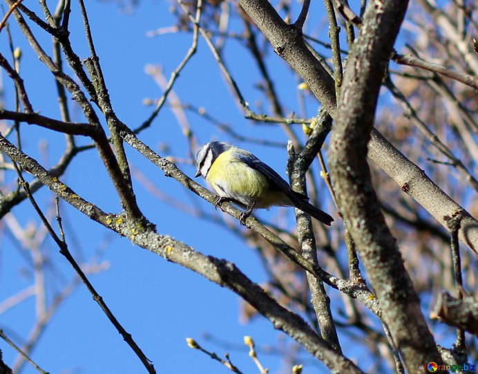 Домашняя синица