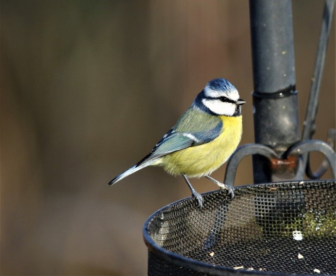 Домашняя синичка