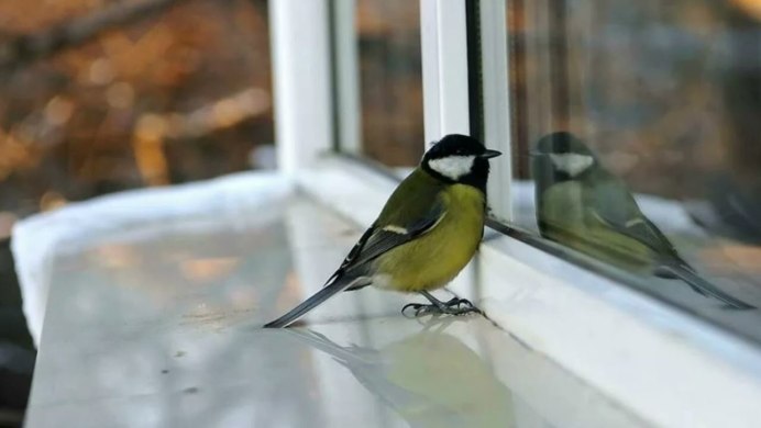 Кормушка для синиц