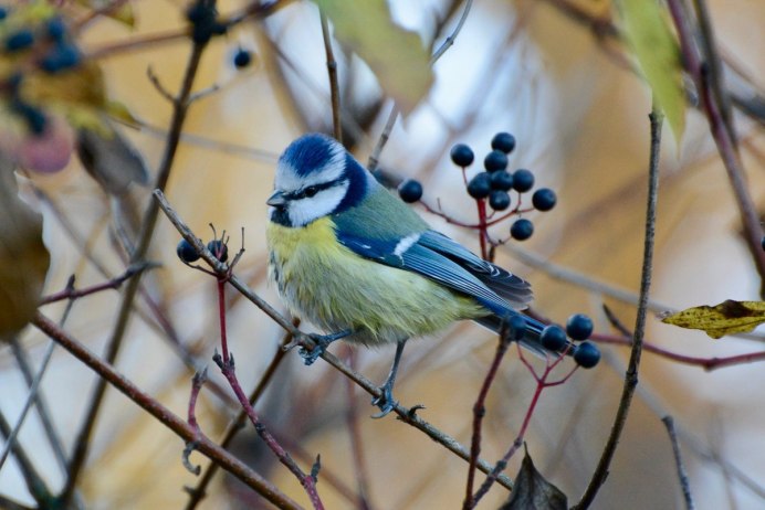 Синица фото