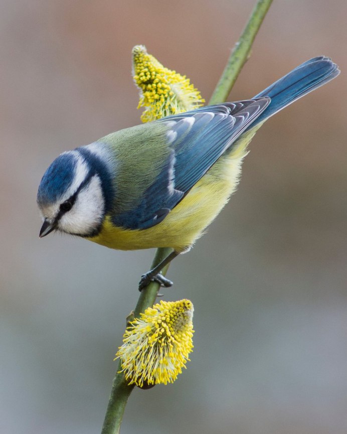 Синица зимой