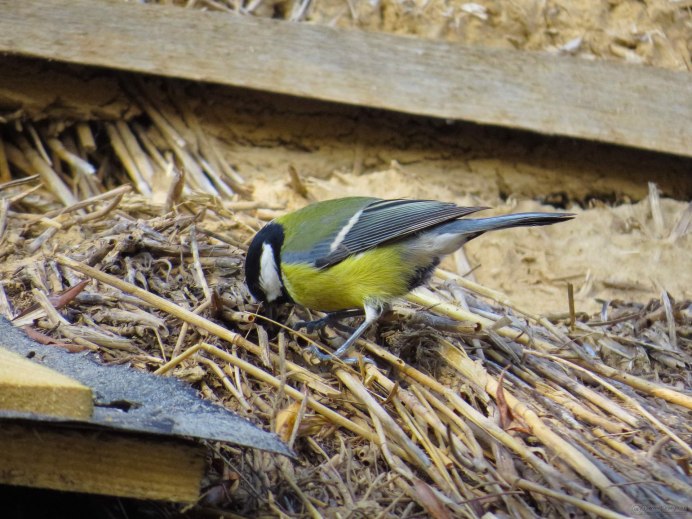 Маленькие птички синички