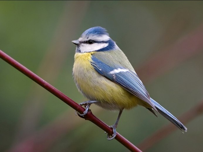 Зимующие птицы Приморья