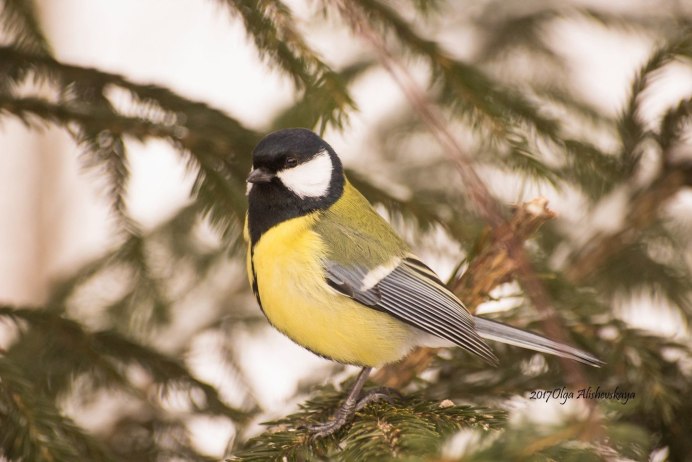 Синица Крымская