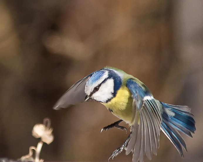 Синица птица самец и самка
