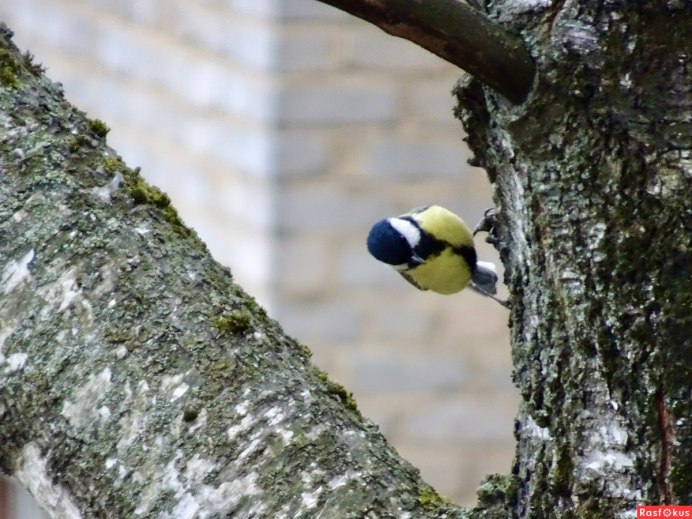 Синички около жилья