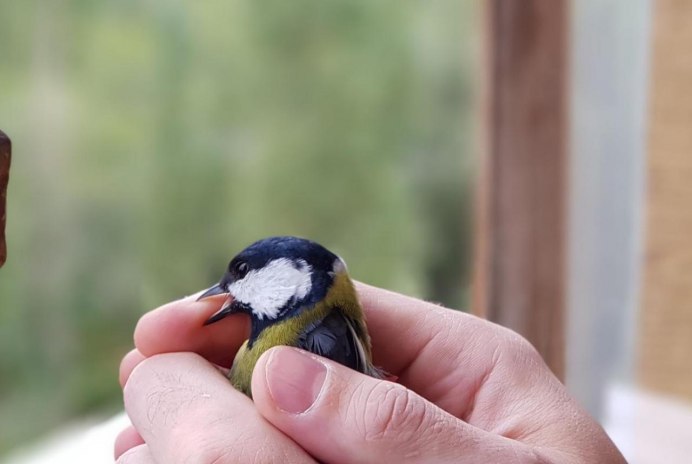 Синичка на окне