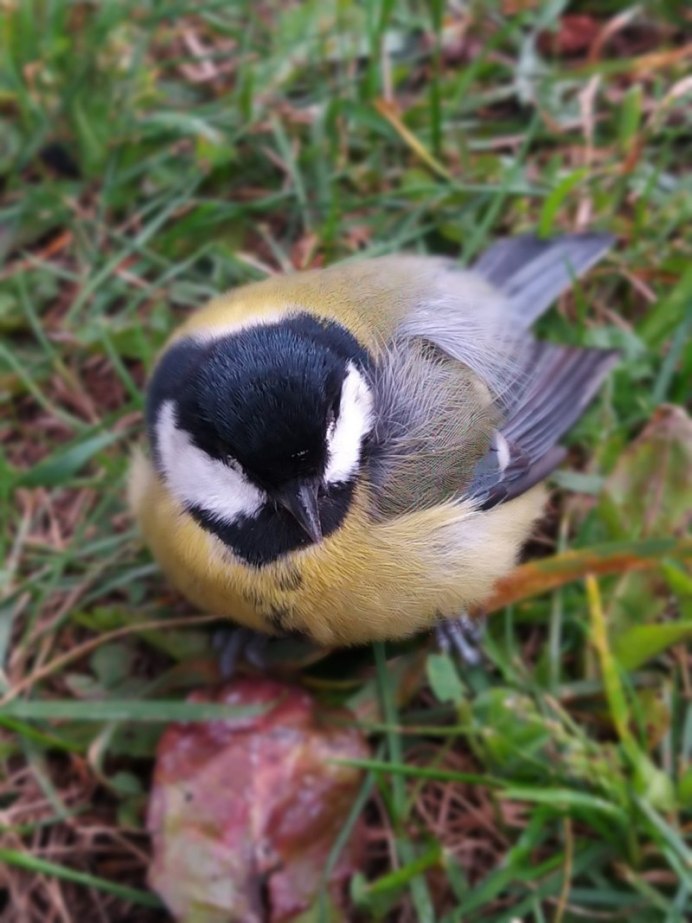 Синичка Московка