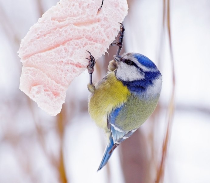 Синичка в городе