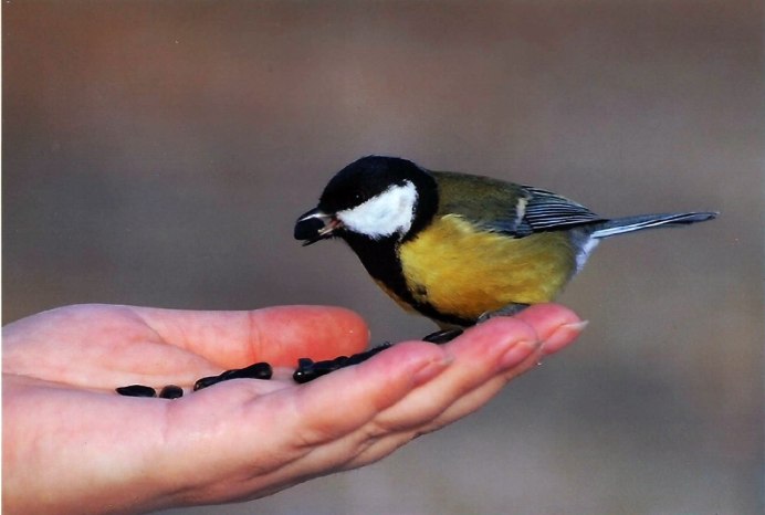 Синичка на руке