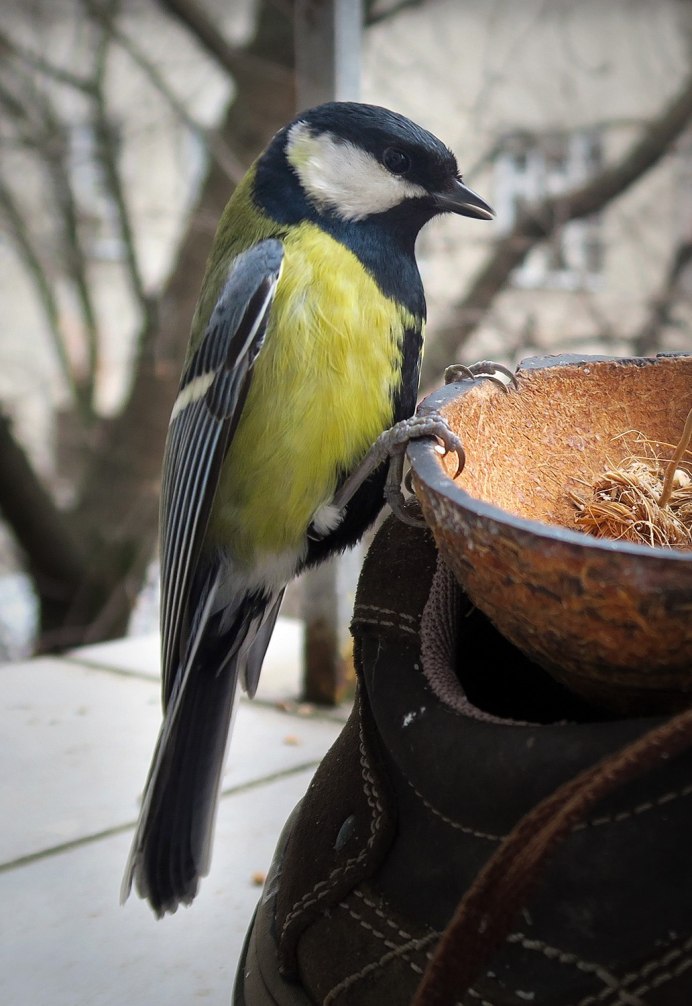Мастерская синички