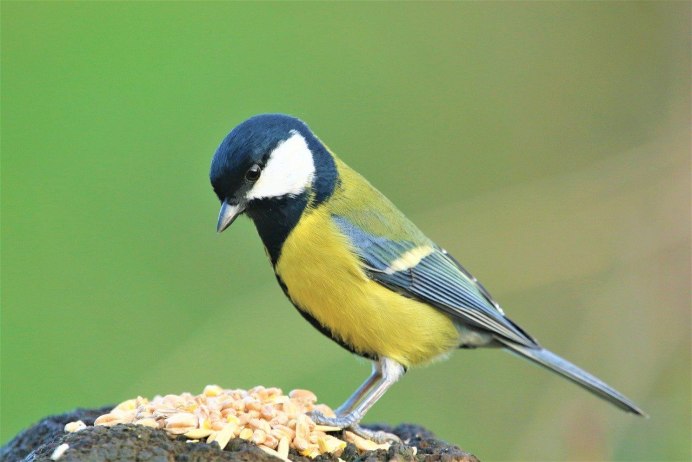 Большая синица на руке