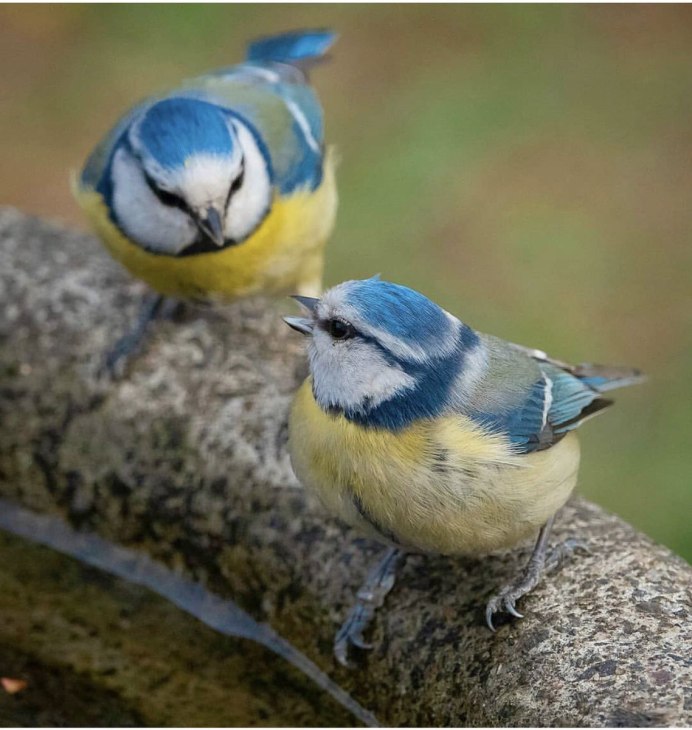 Короткохвостая синица