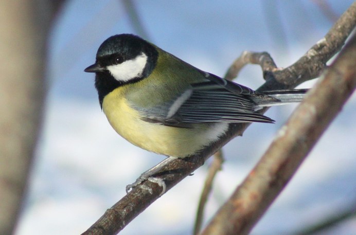 Гнездо лазоревки