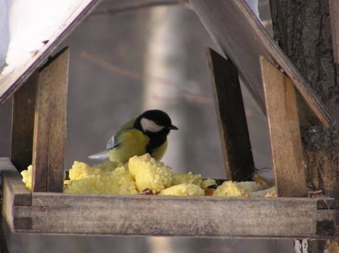 Синица маленькая птичка