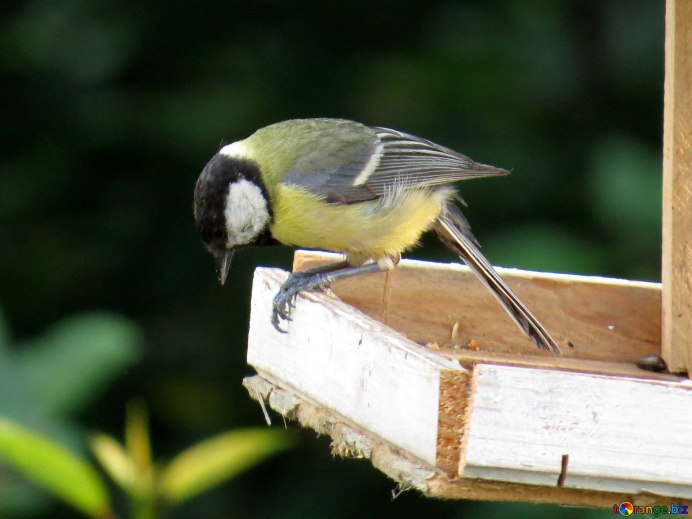 Лазоревка нахохлилась