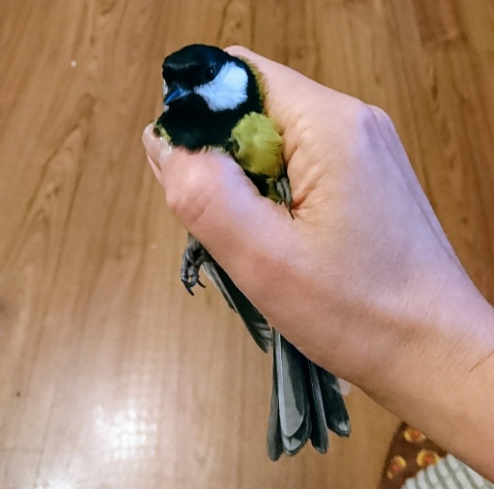 Лазоревка гнездо Дубрава