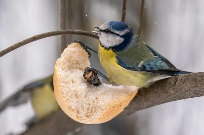 Синица лазоревка фото