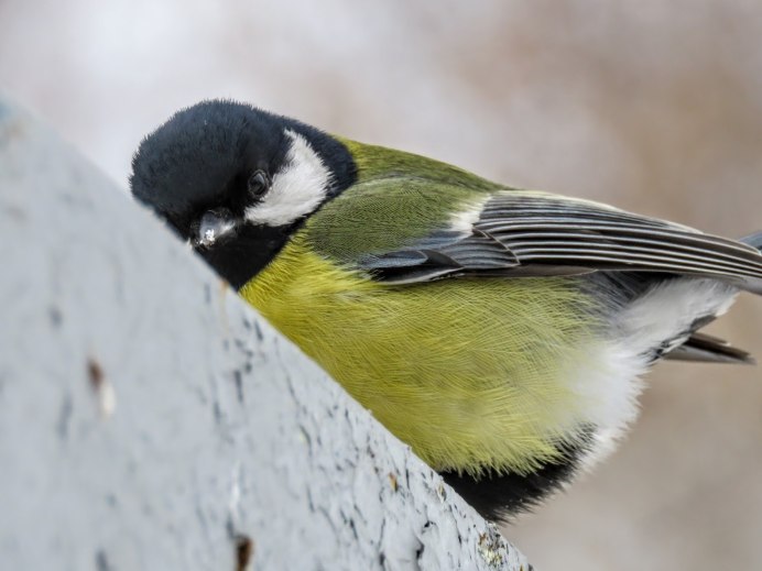 Синичка неврастеничка
