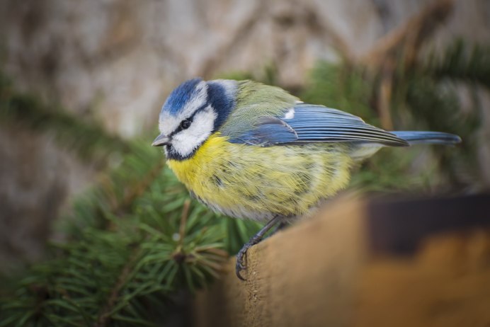 Московка птица картинки