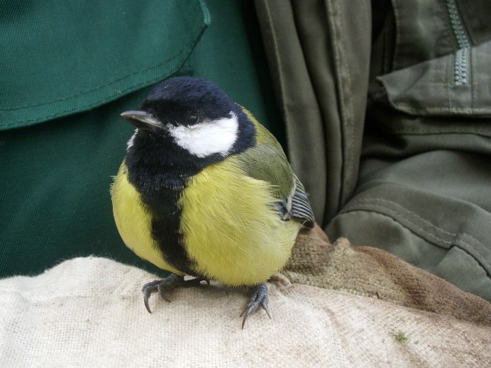 Домашняя синица