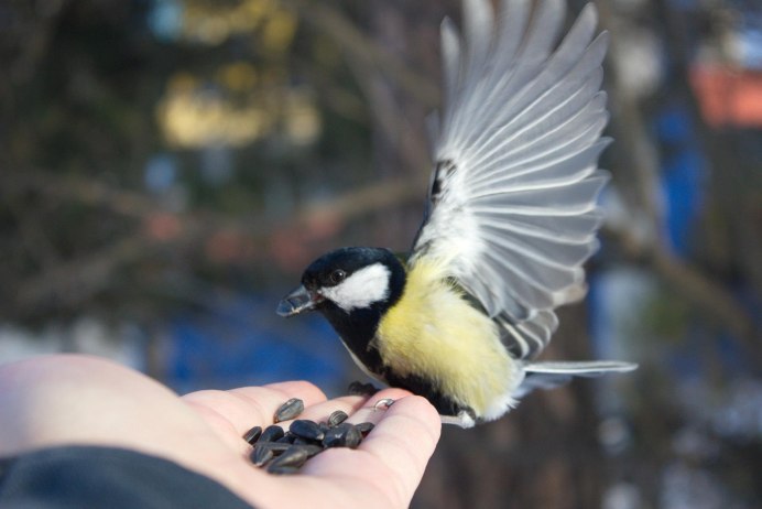 Синица дома