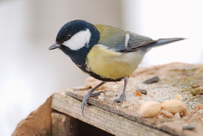 Синица лазоревка зимой