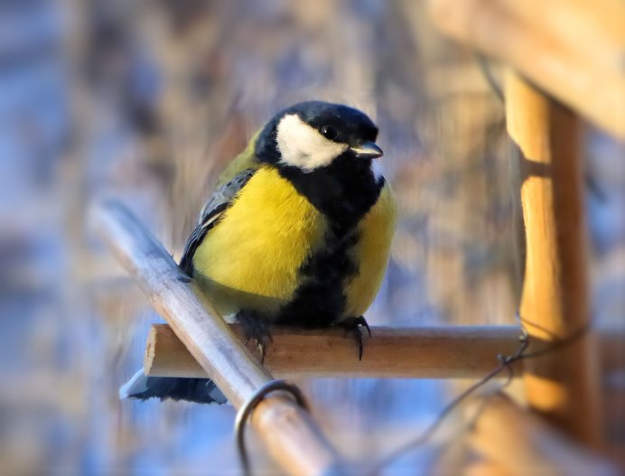 Лазоревка и большая синица