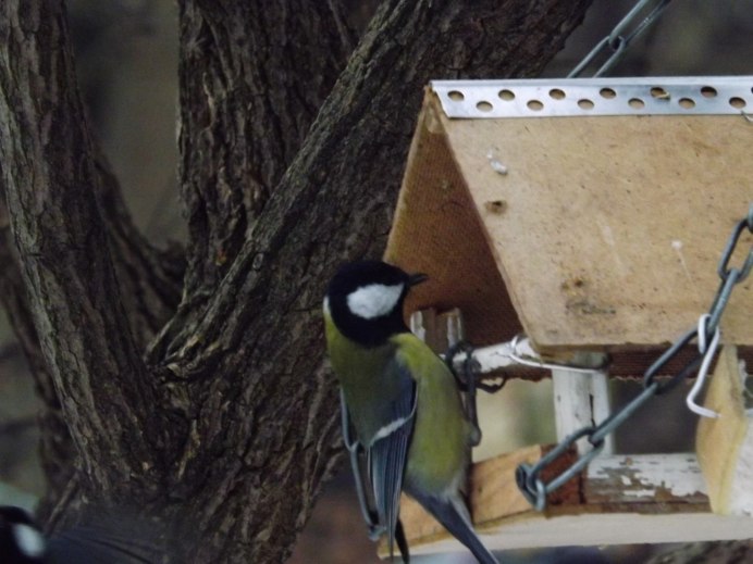Синица лазоревка подвиды