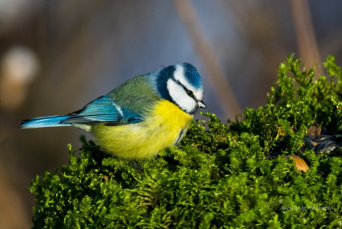 Маленькая синичка лазоревка