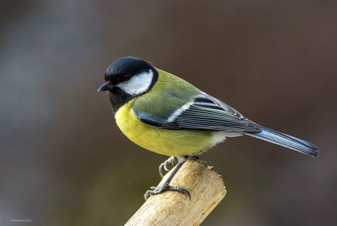 Кормушка "синичка"