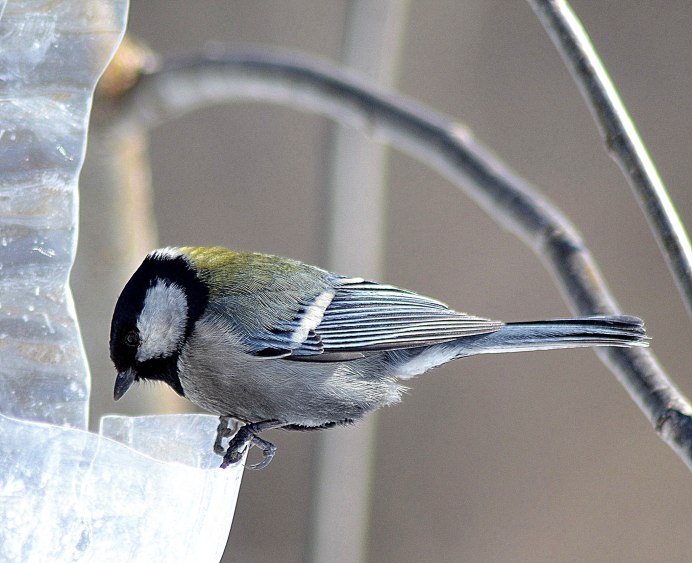 Синица большая отряд