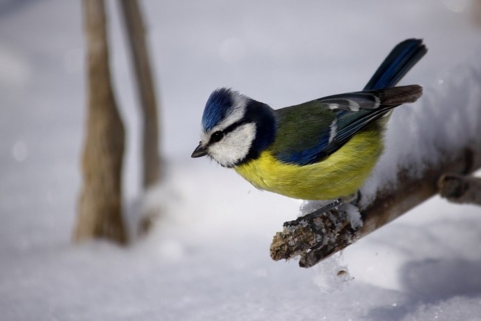 Синички зимой