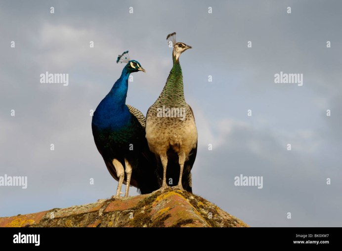 Павлины самка Peacock
