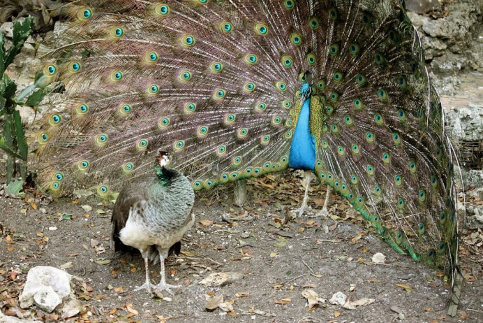 Pavo cristatus самец самка