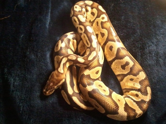 Королевский питон красный