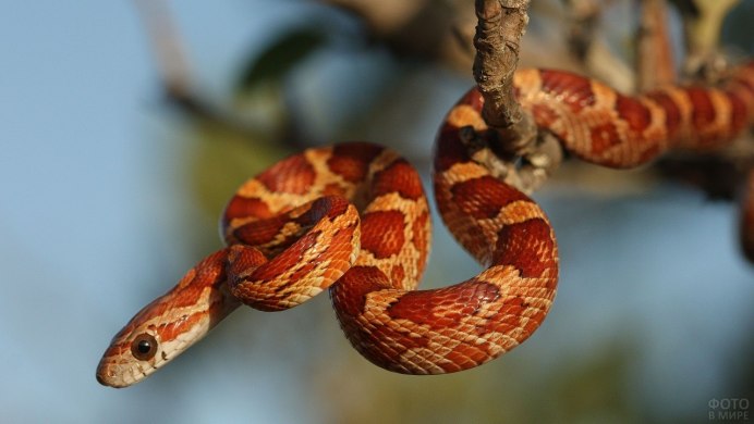 Змея маисовый полоз