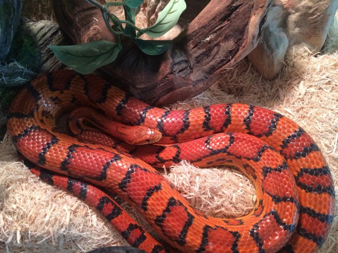 Маисовый полоз красный змея