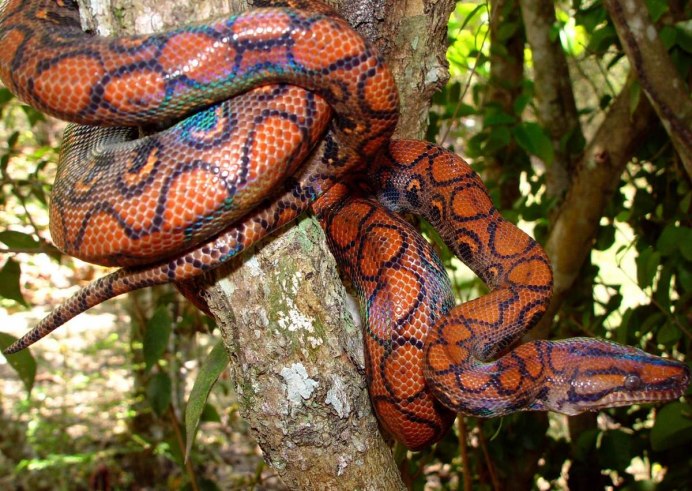 Питон Королевский Regius Morf Orange Dream