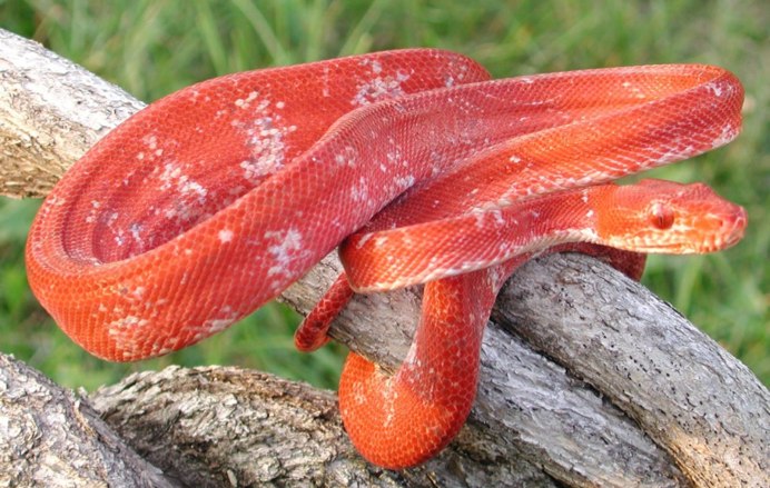 Тайландский красный полоз