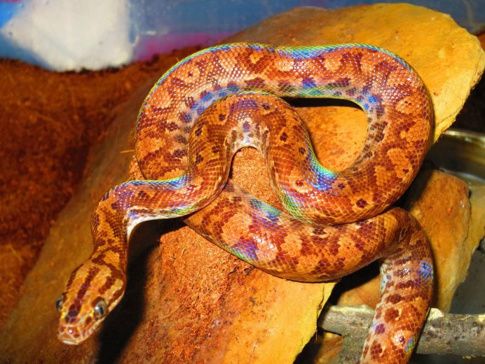 Забавные змеи