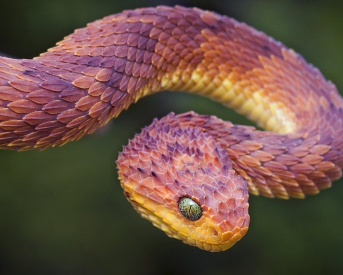 Полоз змея неядовитая