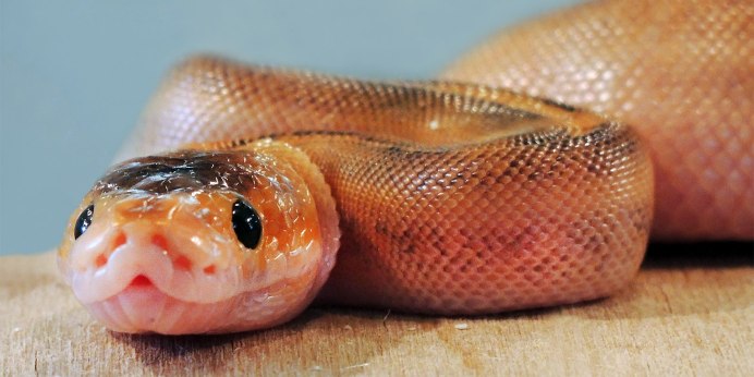 Pantherophis guttatus