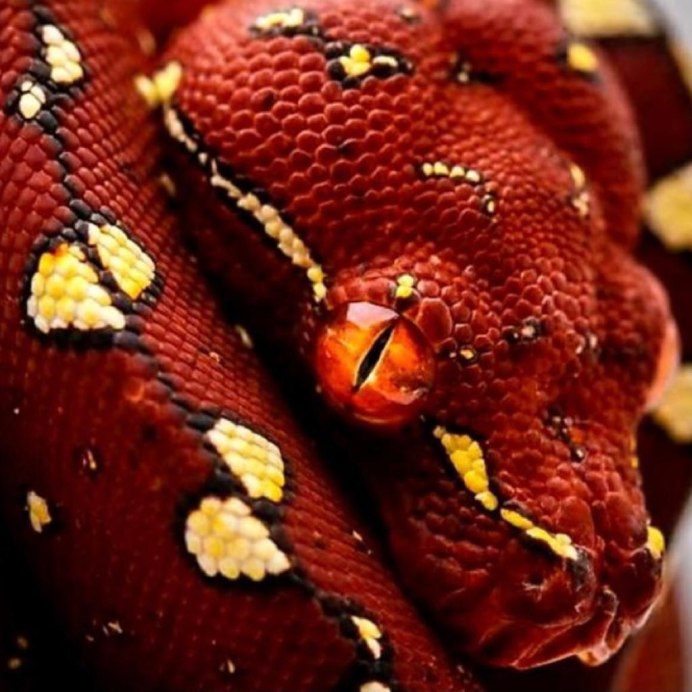 Доминиканский красный удав