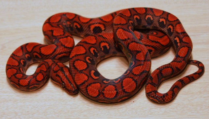 Королевский питон красный