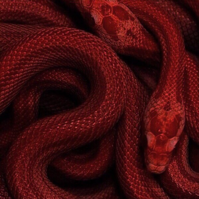 Змея Радужный удав