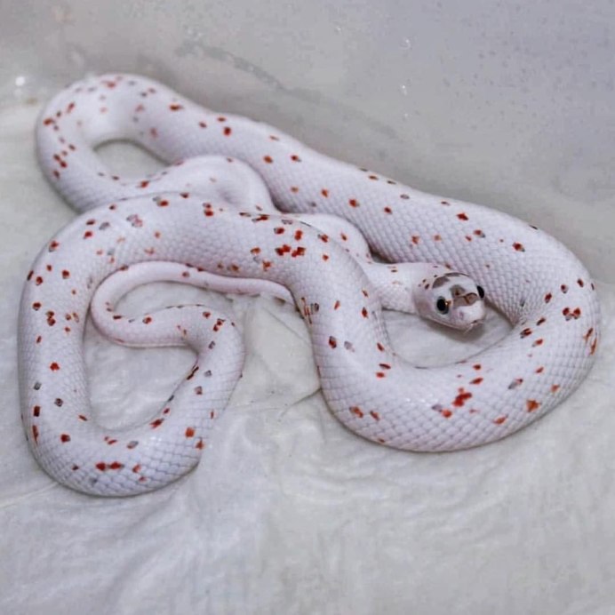 Черный Аспид змея