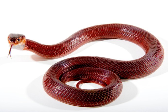 Boa Constrictor темная удав