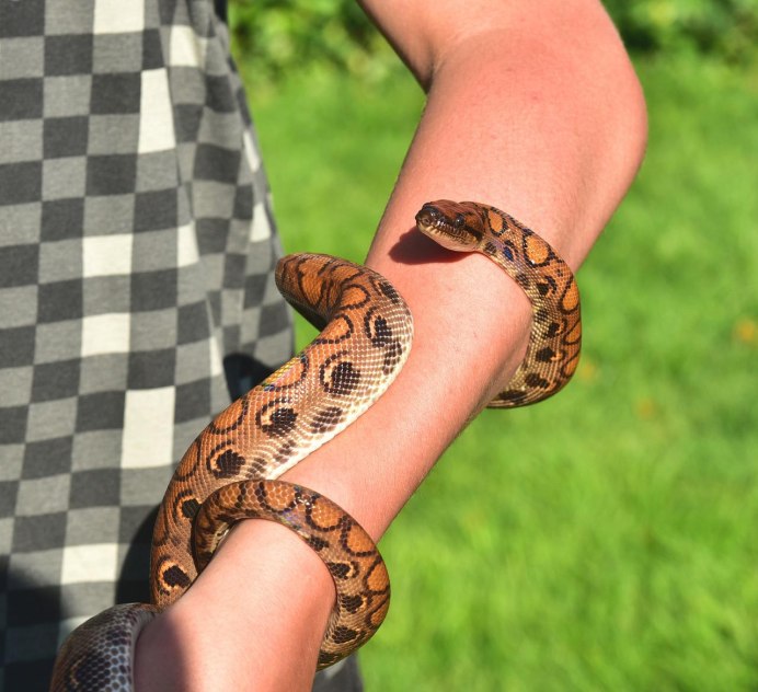 Змеи с руками